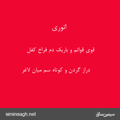 انوری - قوی قوائم و باریک دم فراخ کفل