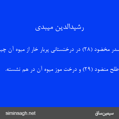 رشیدالدین میبدی - فِی سِدْرٍ مَخْضُودٍ (۲۸) در درختستانی پربار خار از میوه آن چیده.